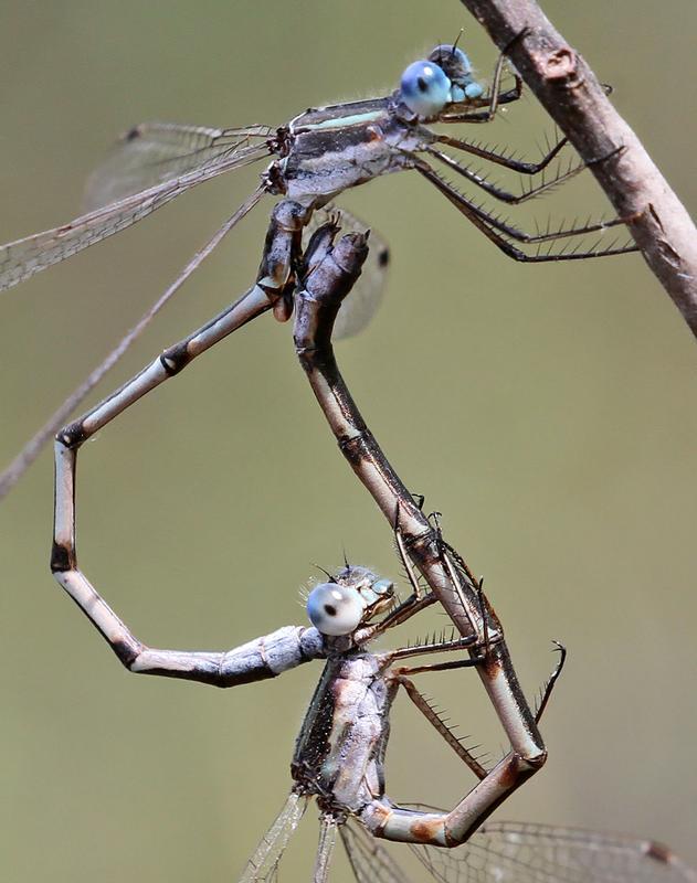 Photo of Southern Spreadwing