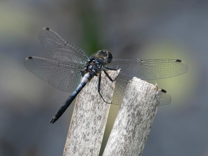 Photo of Belted Whiteface