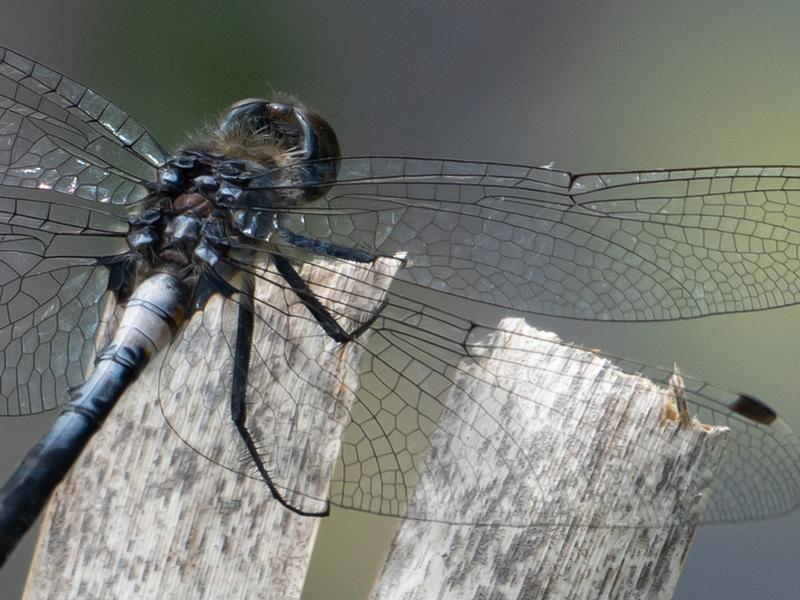 Photo of Belted Whiteface