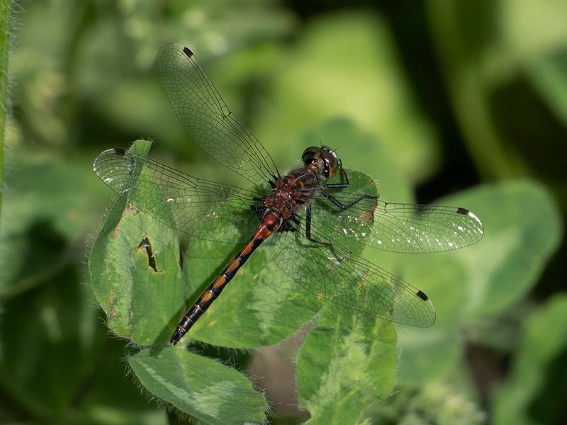 Photo of Hudsonian Whiteface