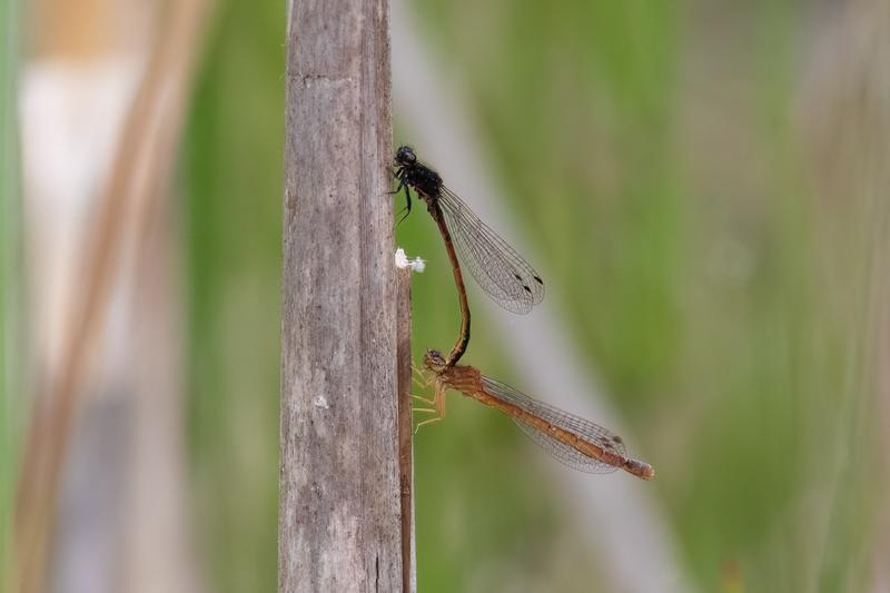 Photo of Western Red Damsel