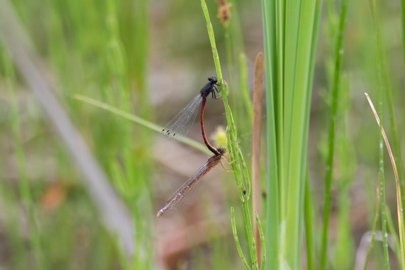 Photo of Western Red Damsel