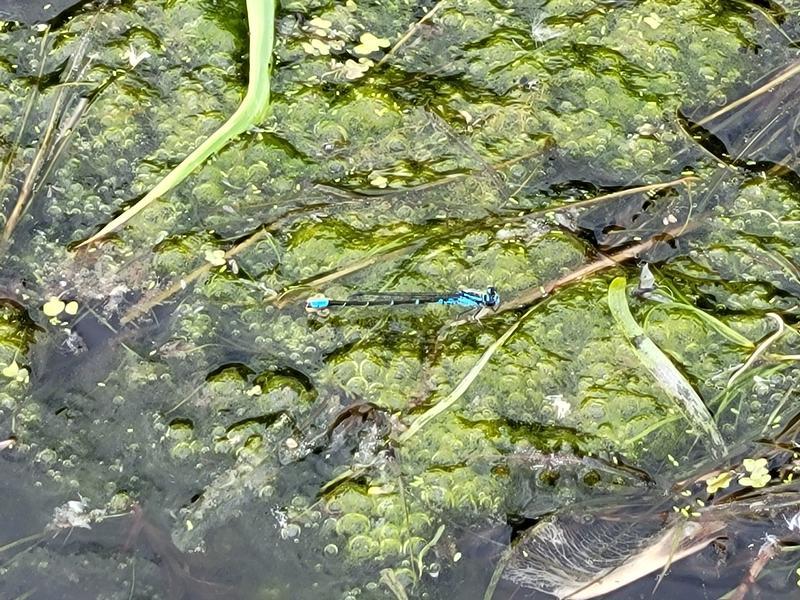 Photo of Skimming Bluet