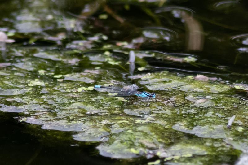 Photo of Skimming Bluet