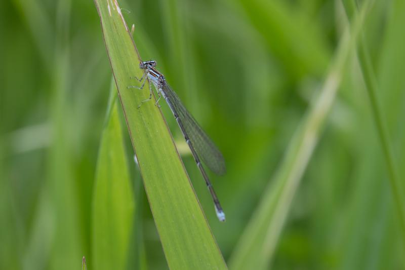 Photo of Stream Bluet