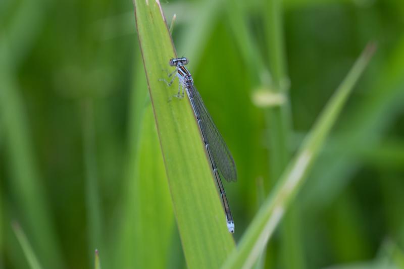 Photo of Stream Bluet