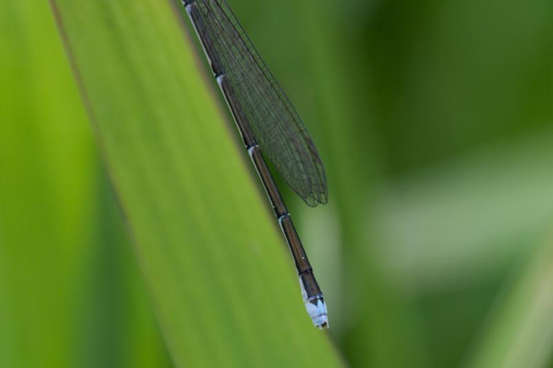 Photo of Stream Bluet