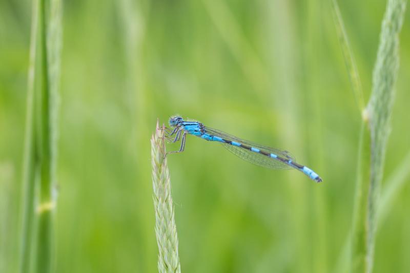 Photo of Tule Bluet