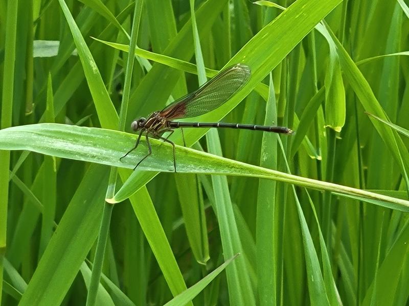 Photo of American Rubyspot