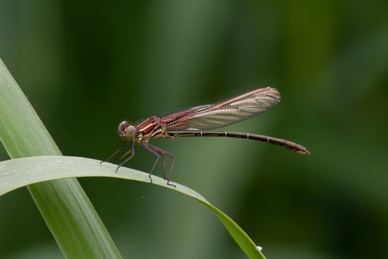 Photo of American Rubyspot