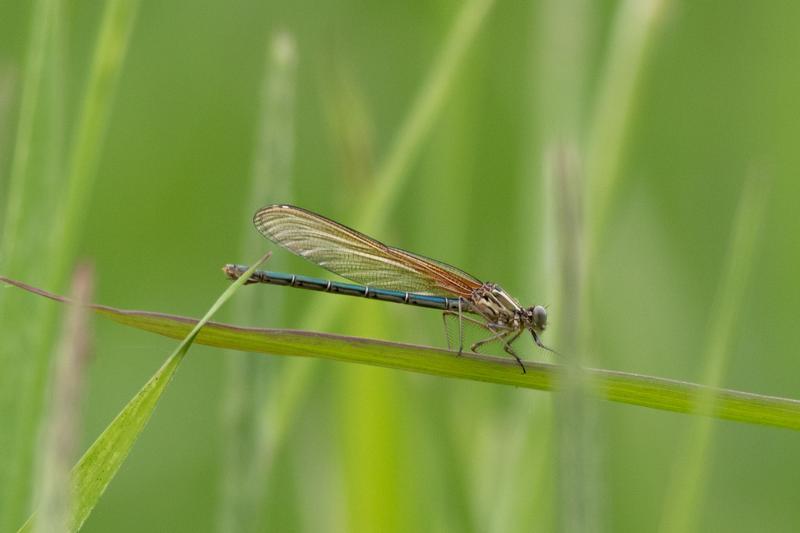 Photo of American Rubyspot