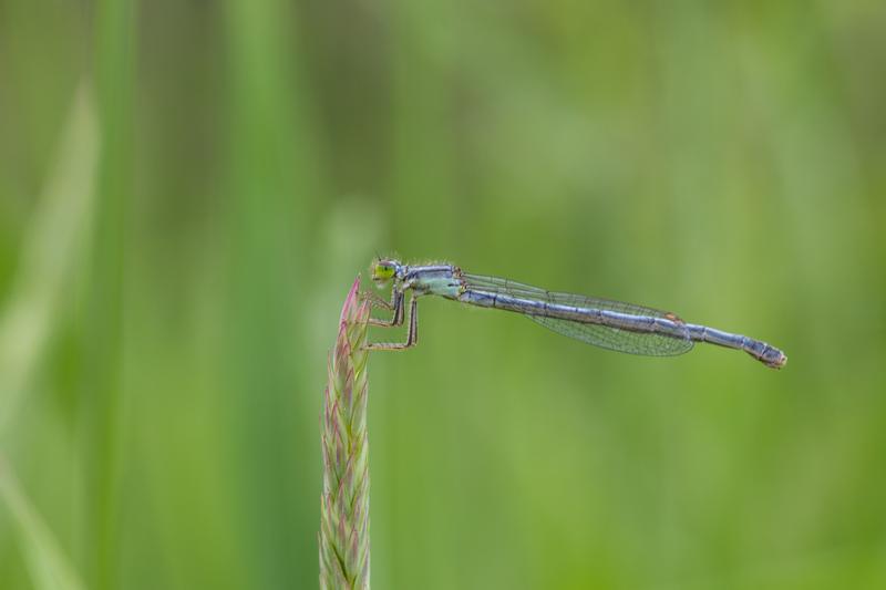 Photo of Eastern Forktail