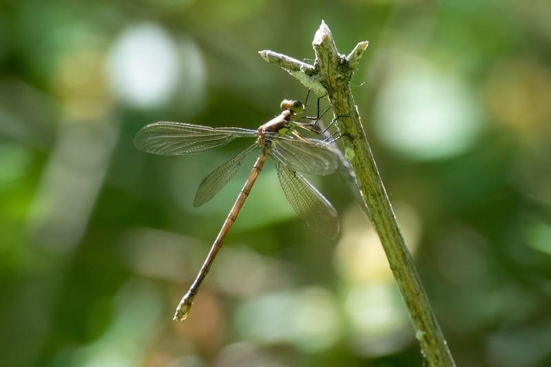 Photo of Amber-winged Spreadwing