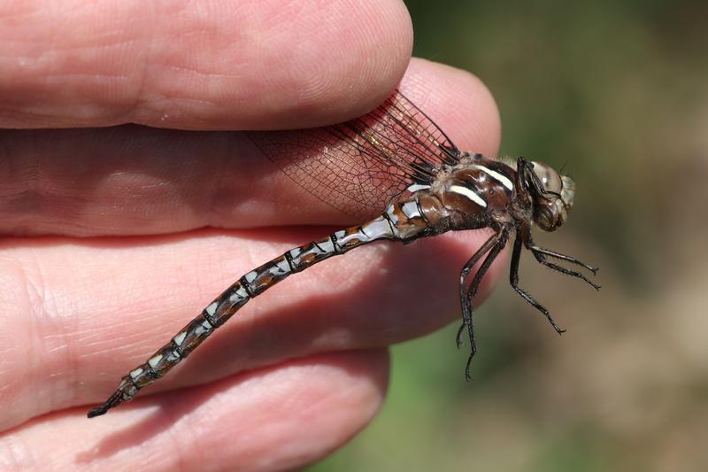 Photo of Springtime Darner