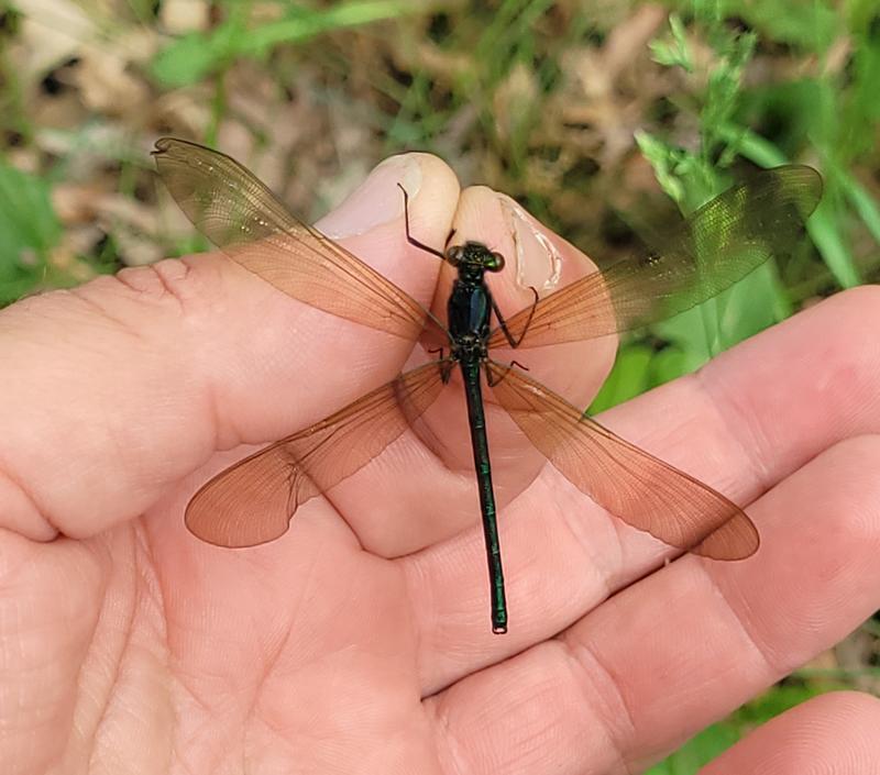 Photo of River Jewelwing