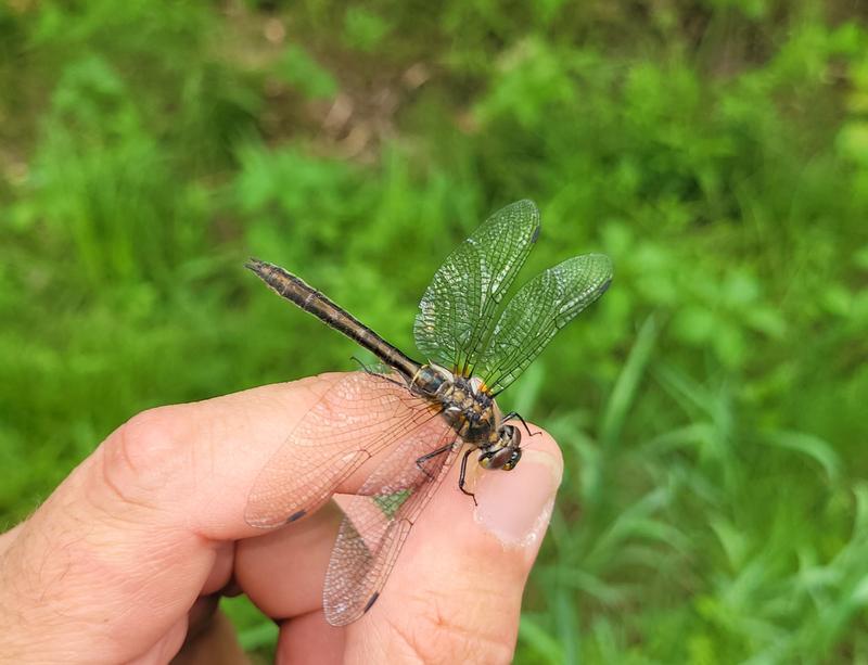 Photo of American Emerald