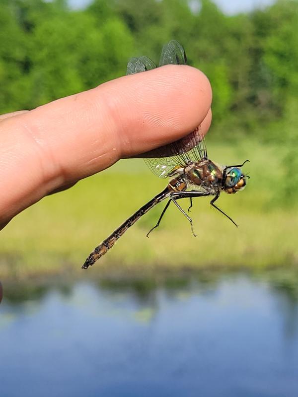 Photo of American Emerald