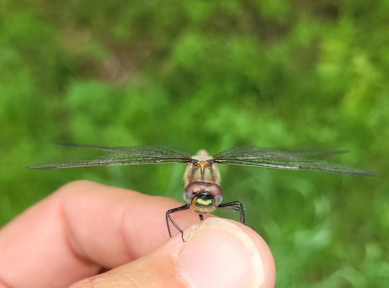 Photo of American Emerald