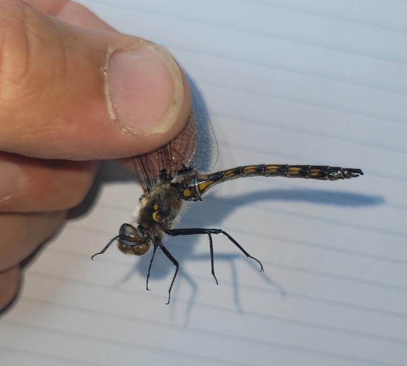 Photo of Beaverpond Baskettail