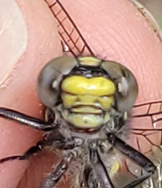 Photo of Green-faced Clubtail