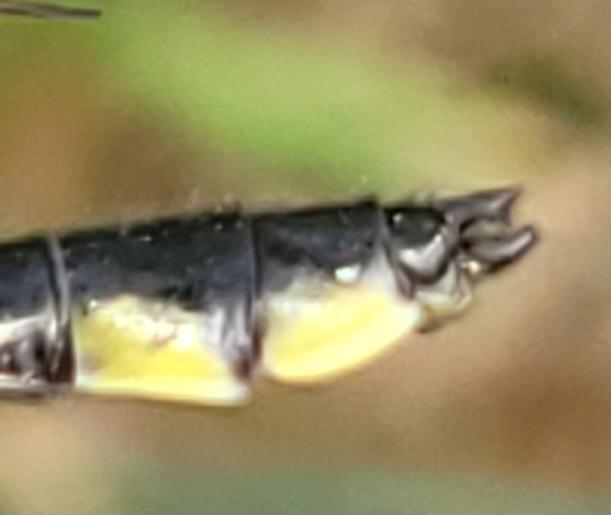 Photo of Green-faced Clubtail