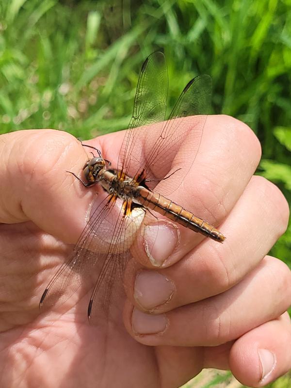 Photo of Chalk-fronted Corporal