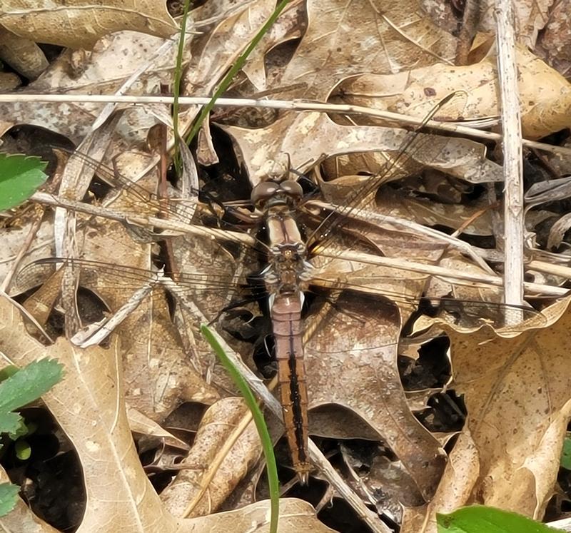Photo of Chalk-fronted Corporal