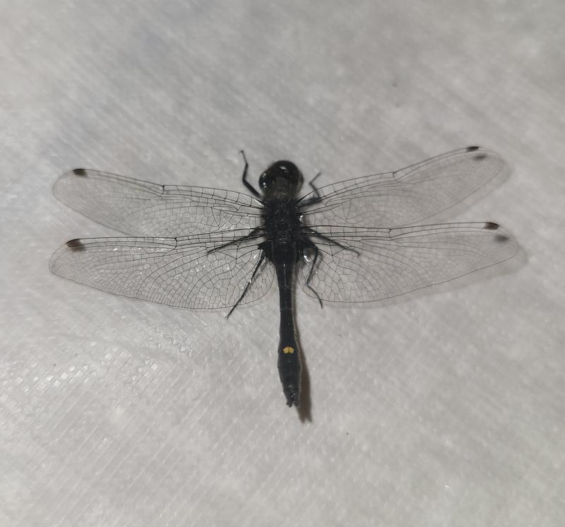 Photo of Dot-tailed Whiteface