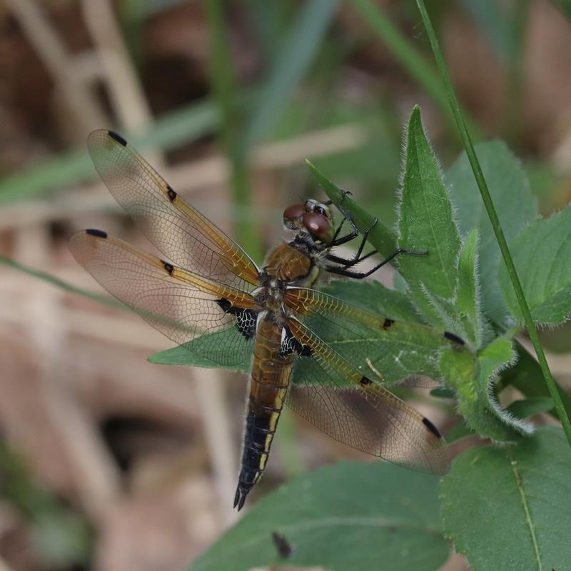 Photo of Four-spotted Skimmer