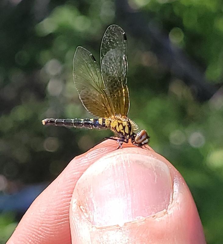 Photo of Elfin Skimmer