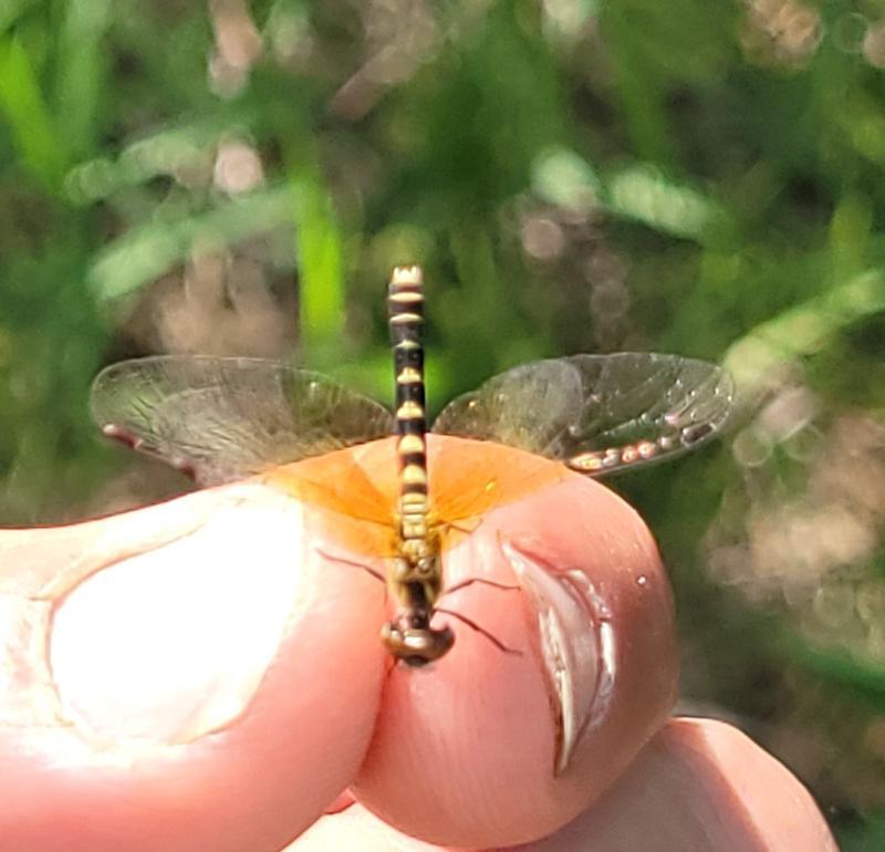 Photo of Elfin Skimmer