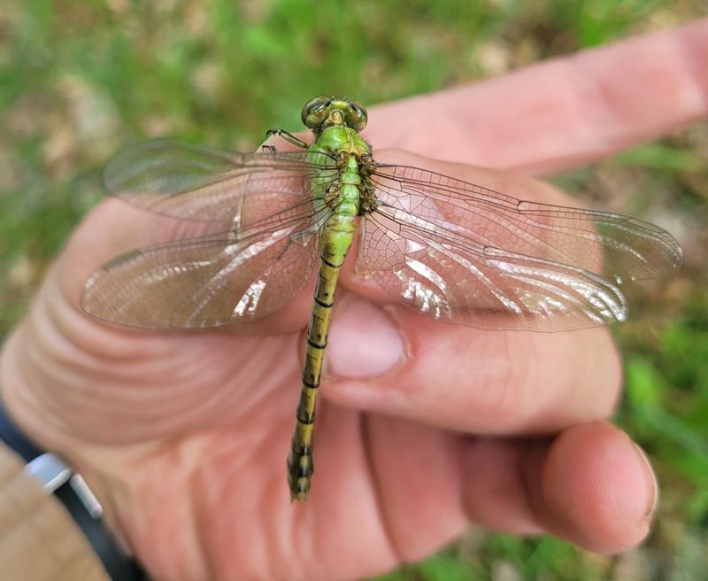 Photo of Rusty Snaketail