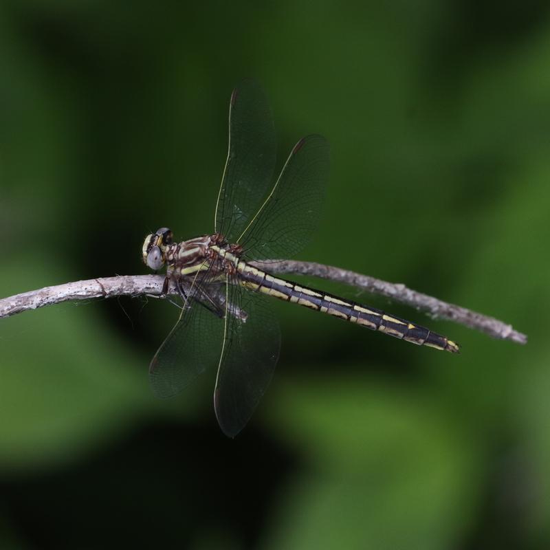 Photo of Dusky Clubtail