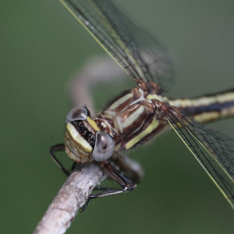 Photo of Dusky Clubtail