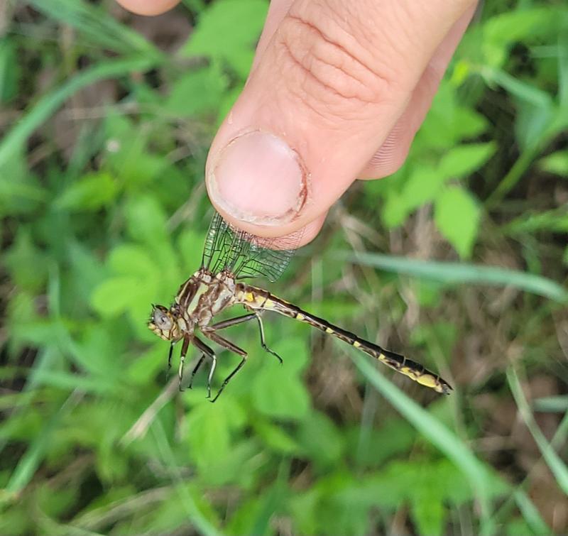 Photo of Ashy Clubtail