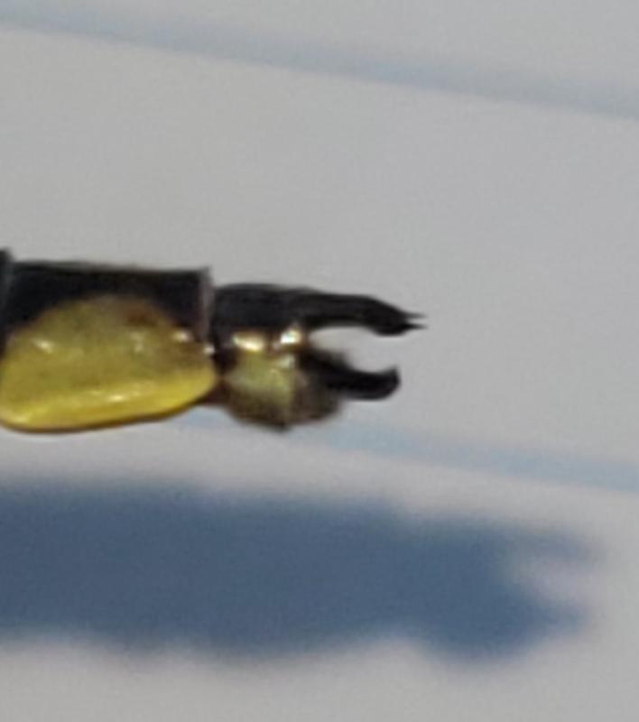Photo of Ashy Clubtail