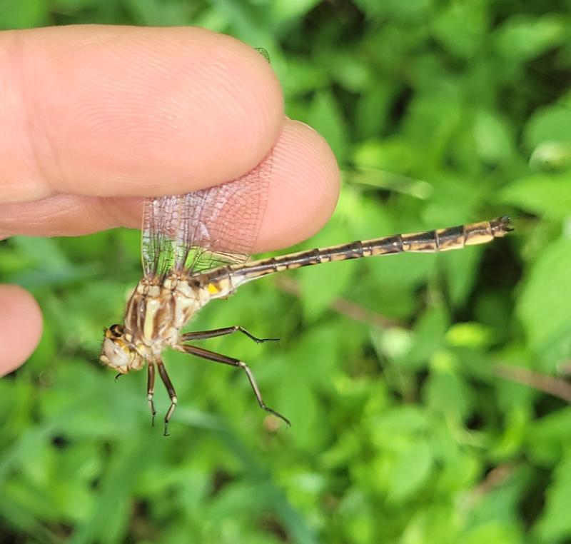 Photo of Dusky Clubtail