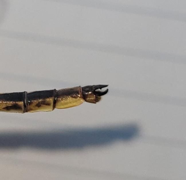 Photo of Dusky Clubtail