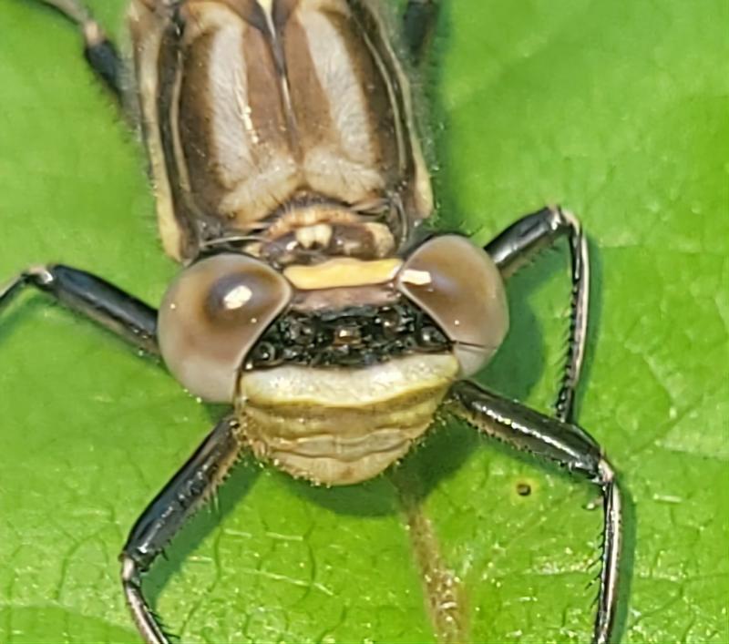 Photo of Dusky Clubtail