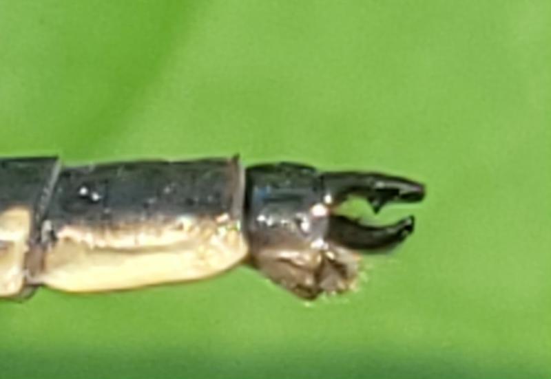 Photo of Dusky Clubtail