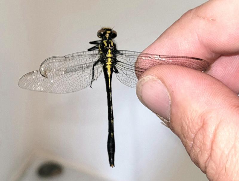 Photo of Rapids Clubtail