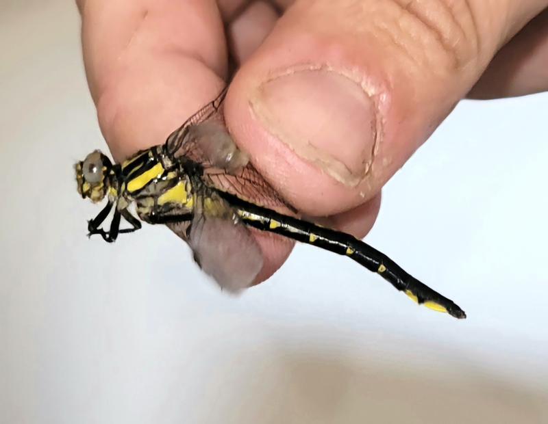 Photo of Rapids Clubtail