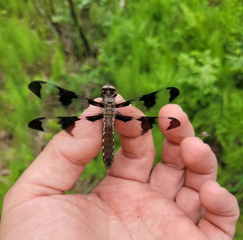 Photo of Common Whitetail