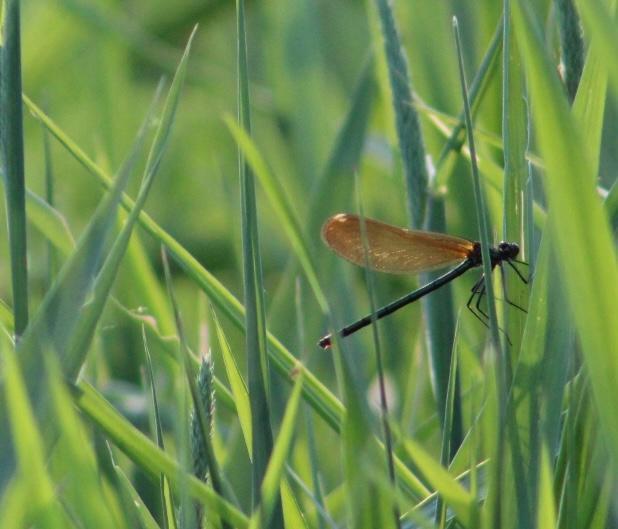 Photo of River Jewelwing