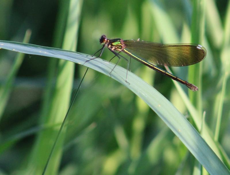 Photo of River Jewelwing