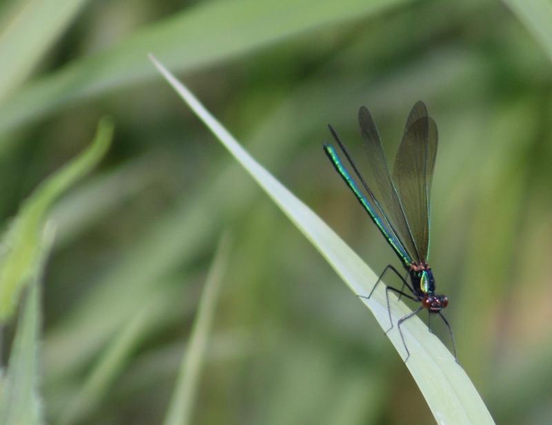 Photo of River Jewelwing