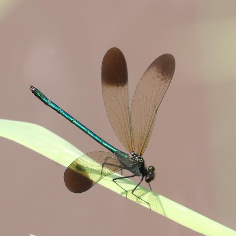 Photo of River Jewelwing