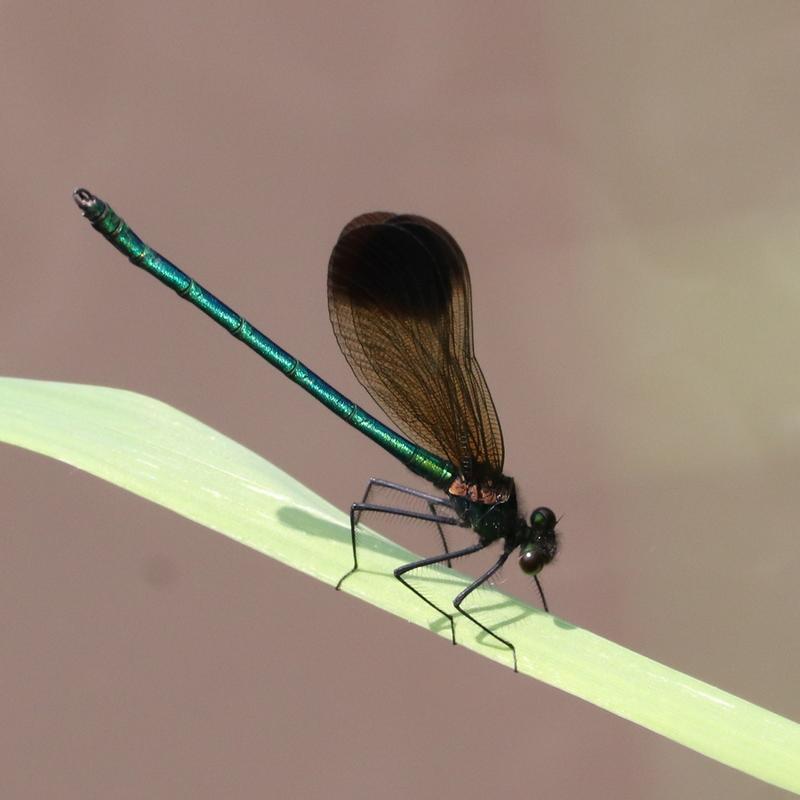 Photo of River Jewelwing