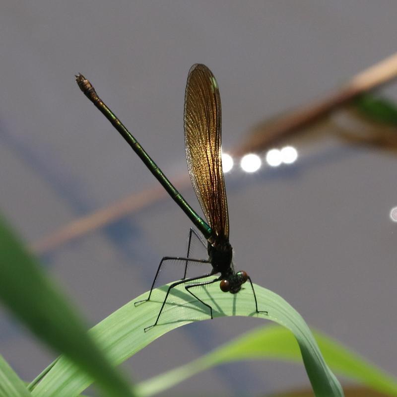 Photo of River Jewelwing