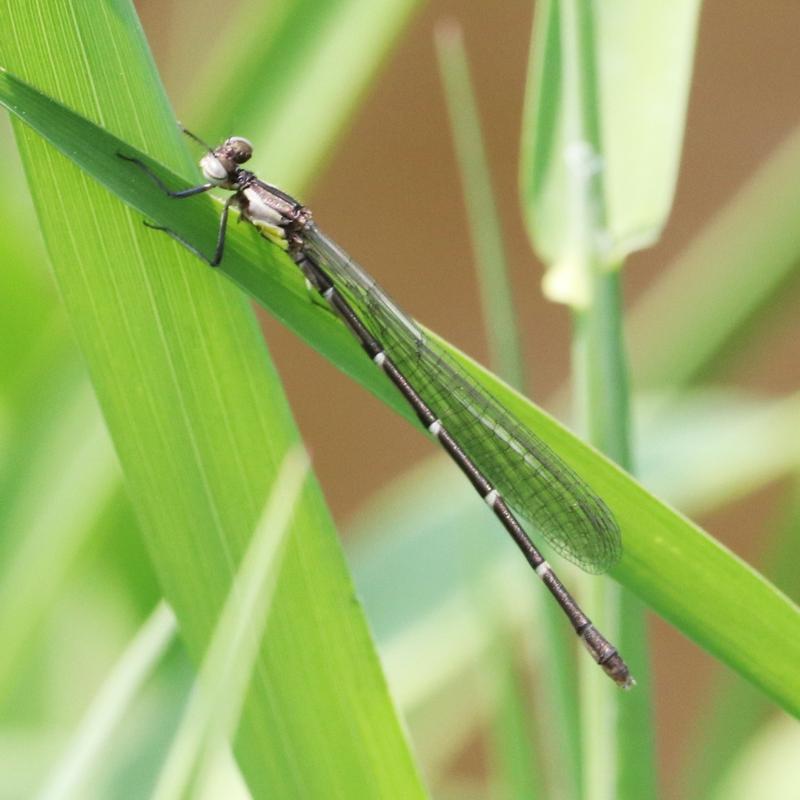 Photo of Aurora Damsel